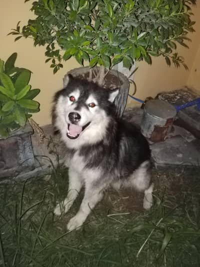 huskey dog brown eyes 1.5 years