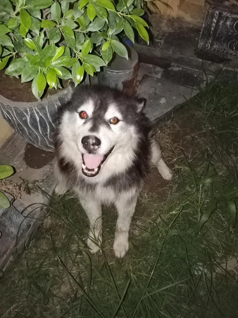 huskey dog brown eyes 1.5 years — photo 2