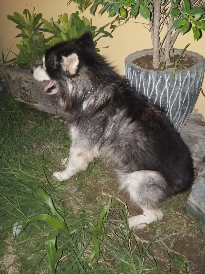 huskey dog brown eyes 1.5 years — photo 3