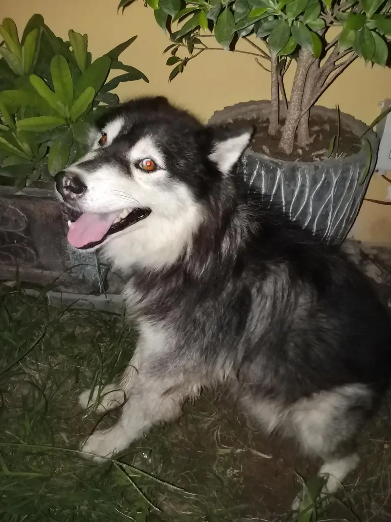huskey dog brown eyes 1.5 years — photo 4