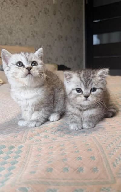 IMPORTED BRITISH SHORTHAIR KITTENS AVAILABLE FOR SALE