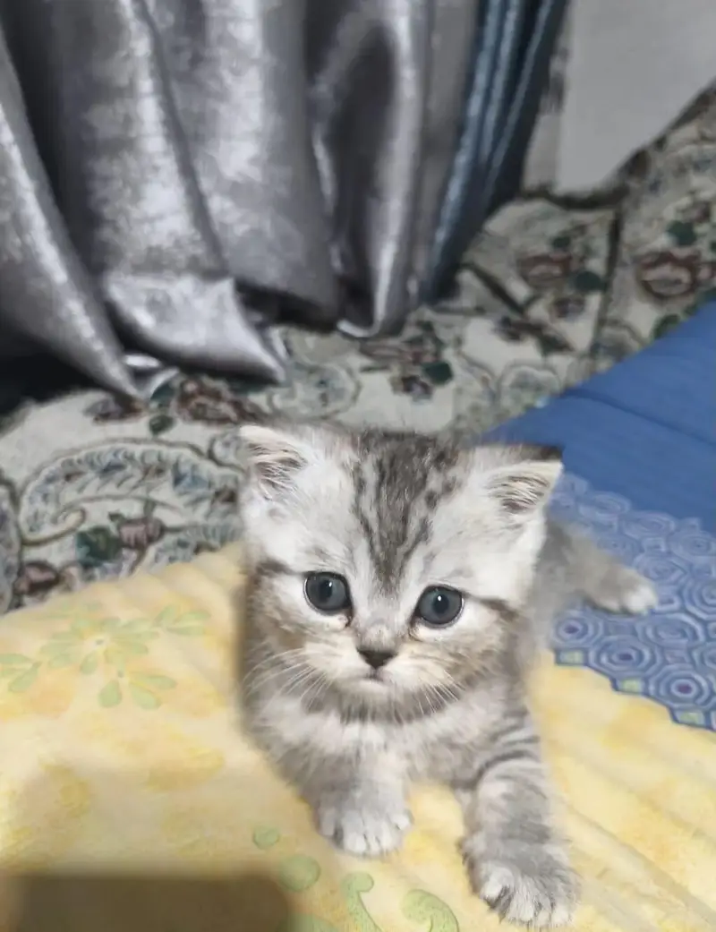 IMPORTED BRITISH SHORTHAIR KITTENS AVAILABLE FOR SALE — photo 2