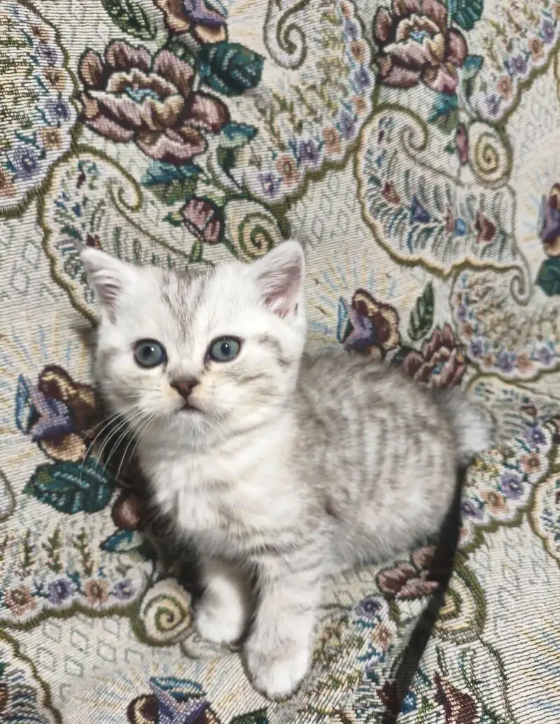 IMPORTED BRITISH SHORTHAIR KITTENS AVAILABLE FOR SALE — photo 3
