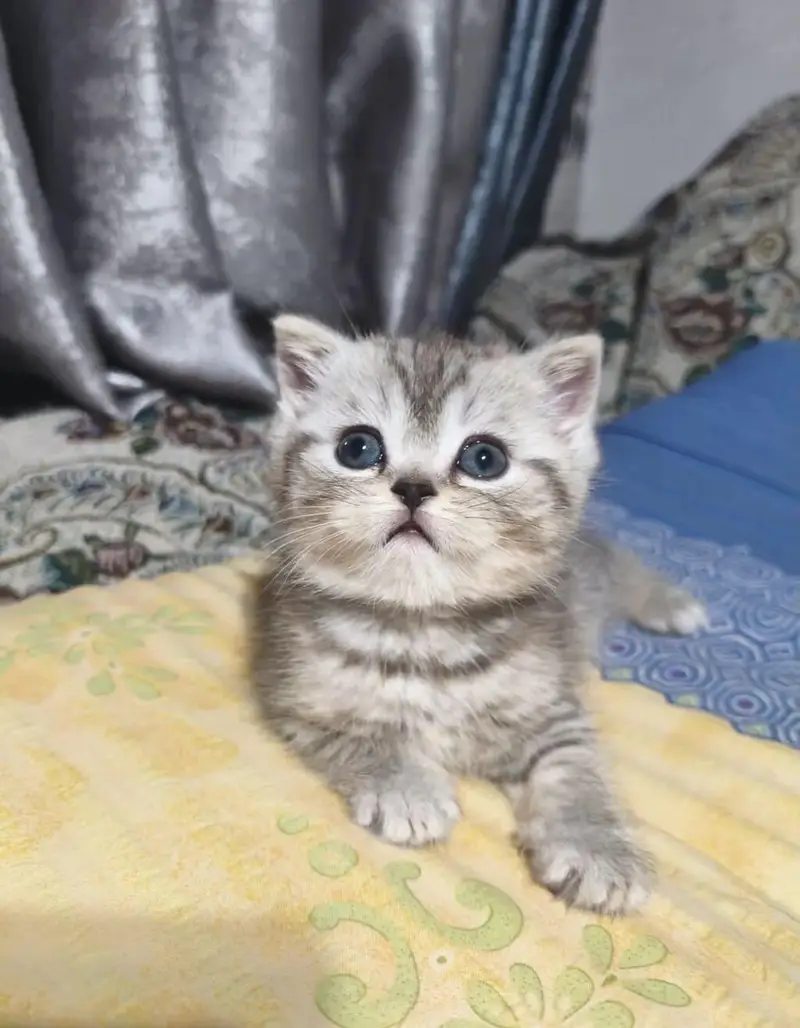 IMPORTED BRITISH SHORTHAIR KITTENS AVAILABLE FOR SALE — photo 4