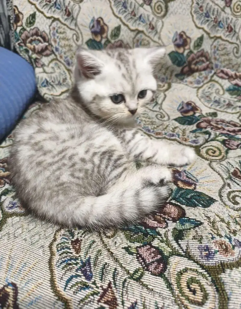 IMPORTED BRITISH SHORTHAIR KITTENS AVAILABLE FOR SALE — photo 5