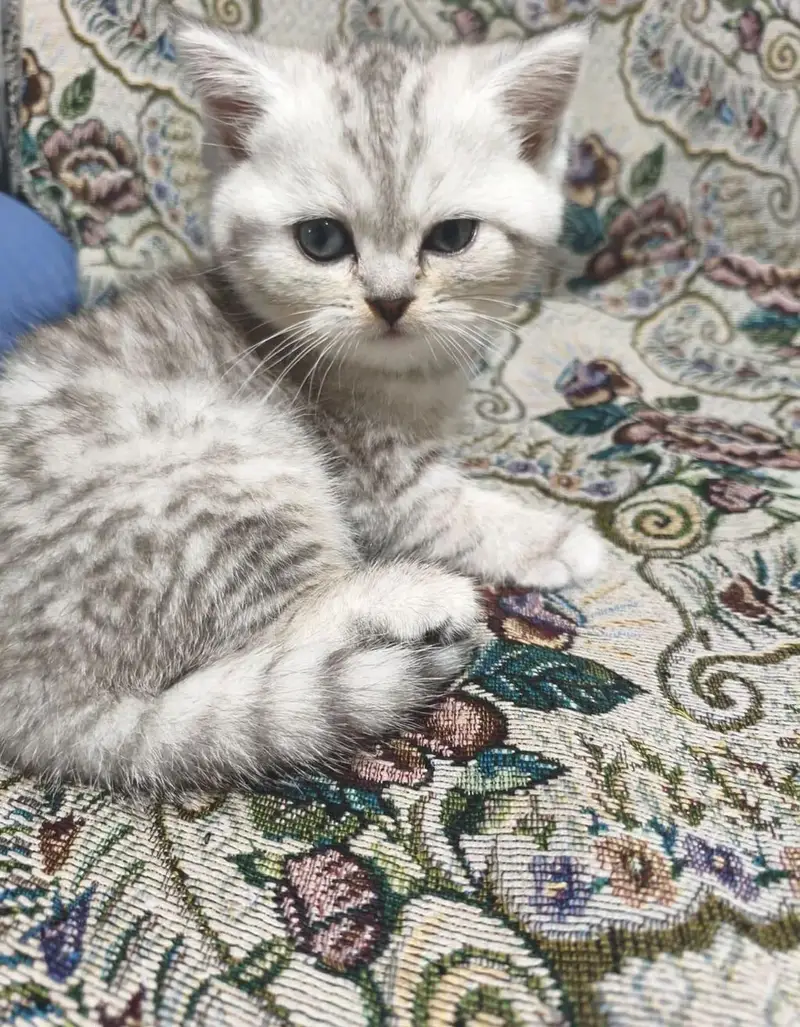 IMPORTED BRITISH SHORTHAIR KITTENS AVAILABLE FOR SALE — photo 6