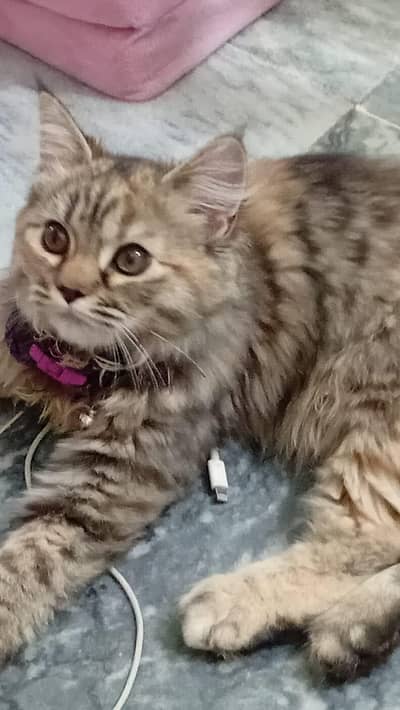 5-Month-Old Vaccinated Grey Persian Cat with Accessories – Rs. 15,000