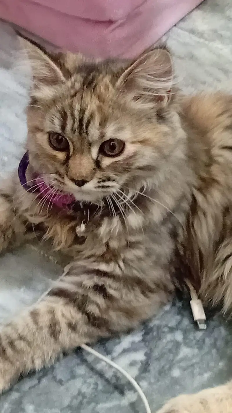 5-Month-Old Vaccinated Grey Persian Cat with Accessories – Rs. 15,000 — photo 3