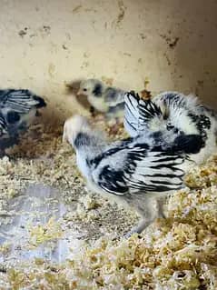 silver sebright/ white bantam Cochin chicks