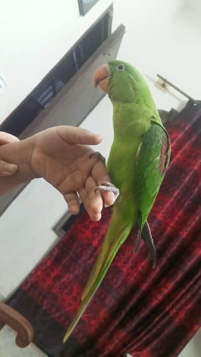 raw parrot