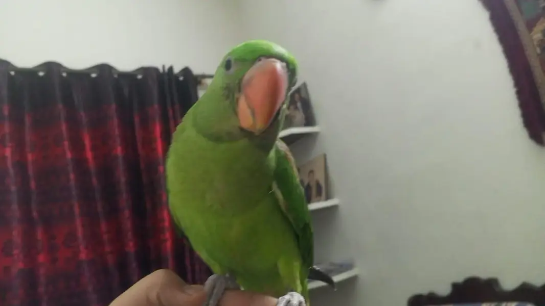 raw parrot — photo 2
