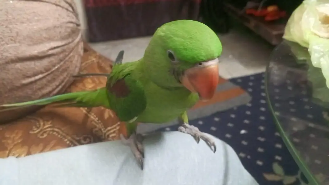 raw parrot — photo 3