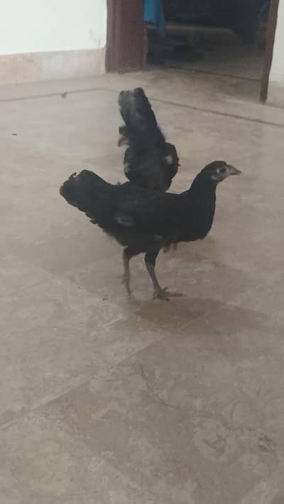 HENS FOR SALE ( PHATA OR PHATI) PAIR