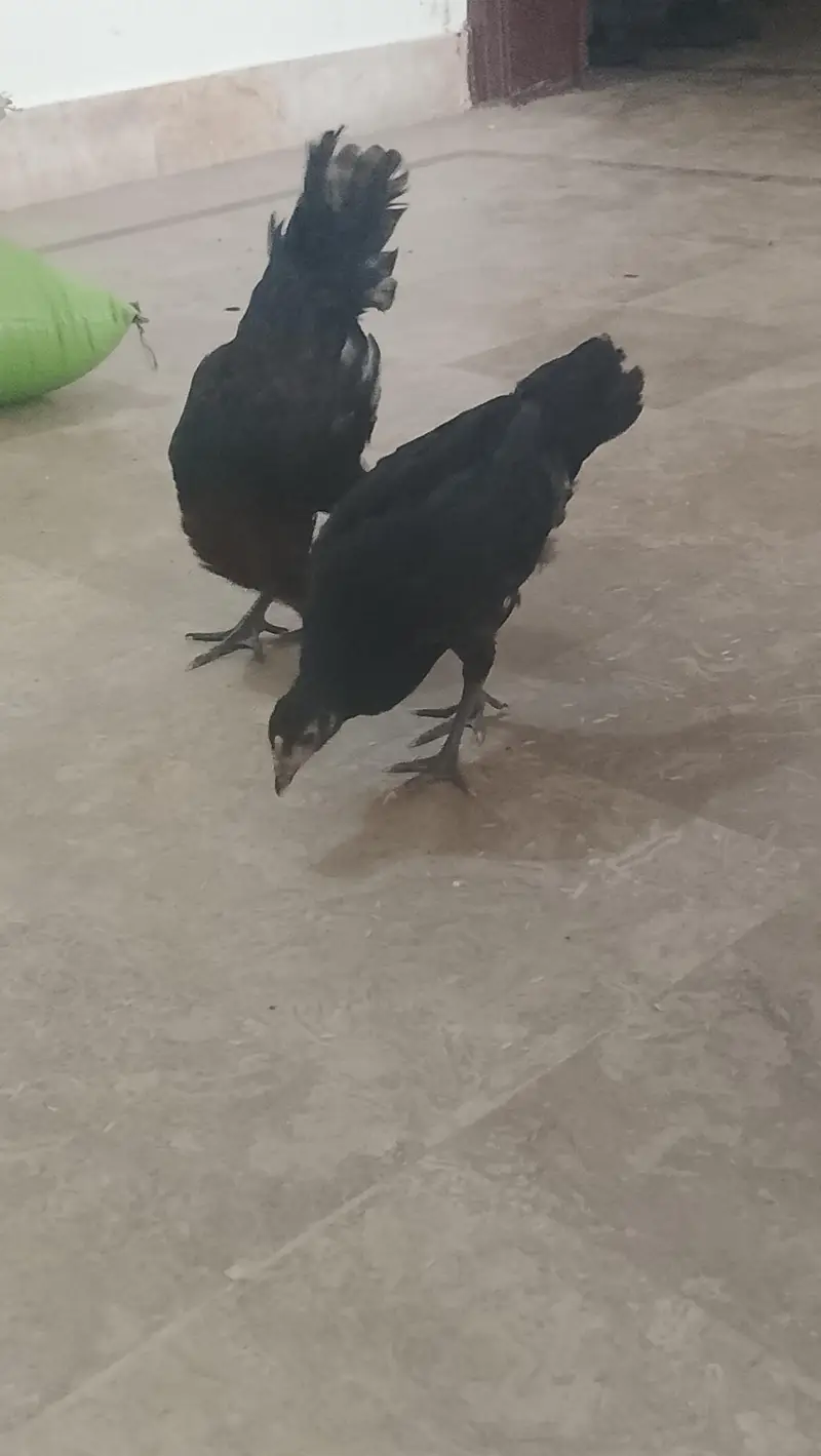 HENS FOR SALE ( PHATA OR PHATI) PAIR — photo 2
