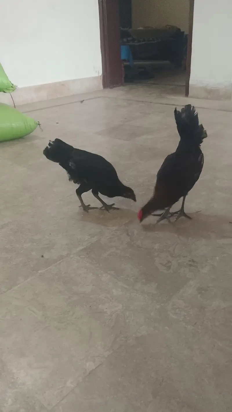 HENS FOR SALE ( PHATA OR PHATI) PAIR — photo 3