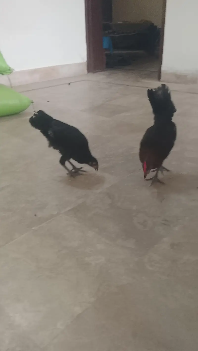 HENS FOR SALE ( PHATA OR PHATI) PAIR — photo 4