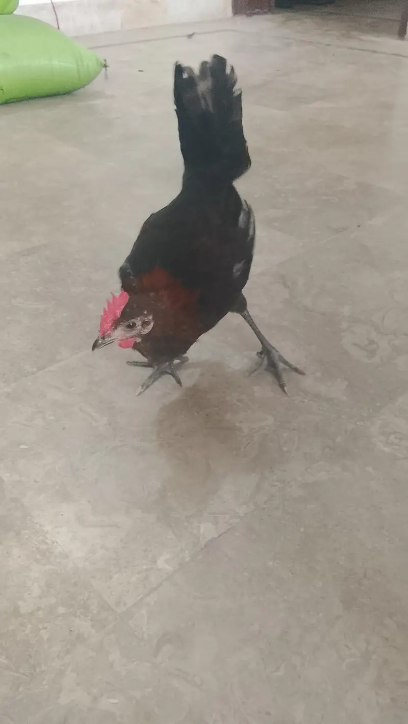 HENS FOR SALE ( PHATA OR PHATI) PAIR — photo 5