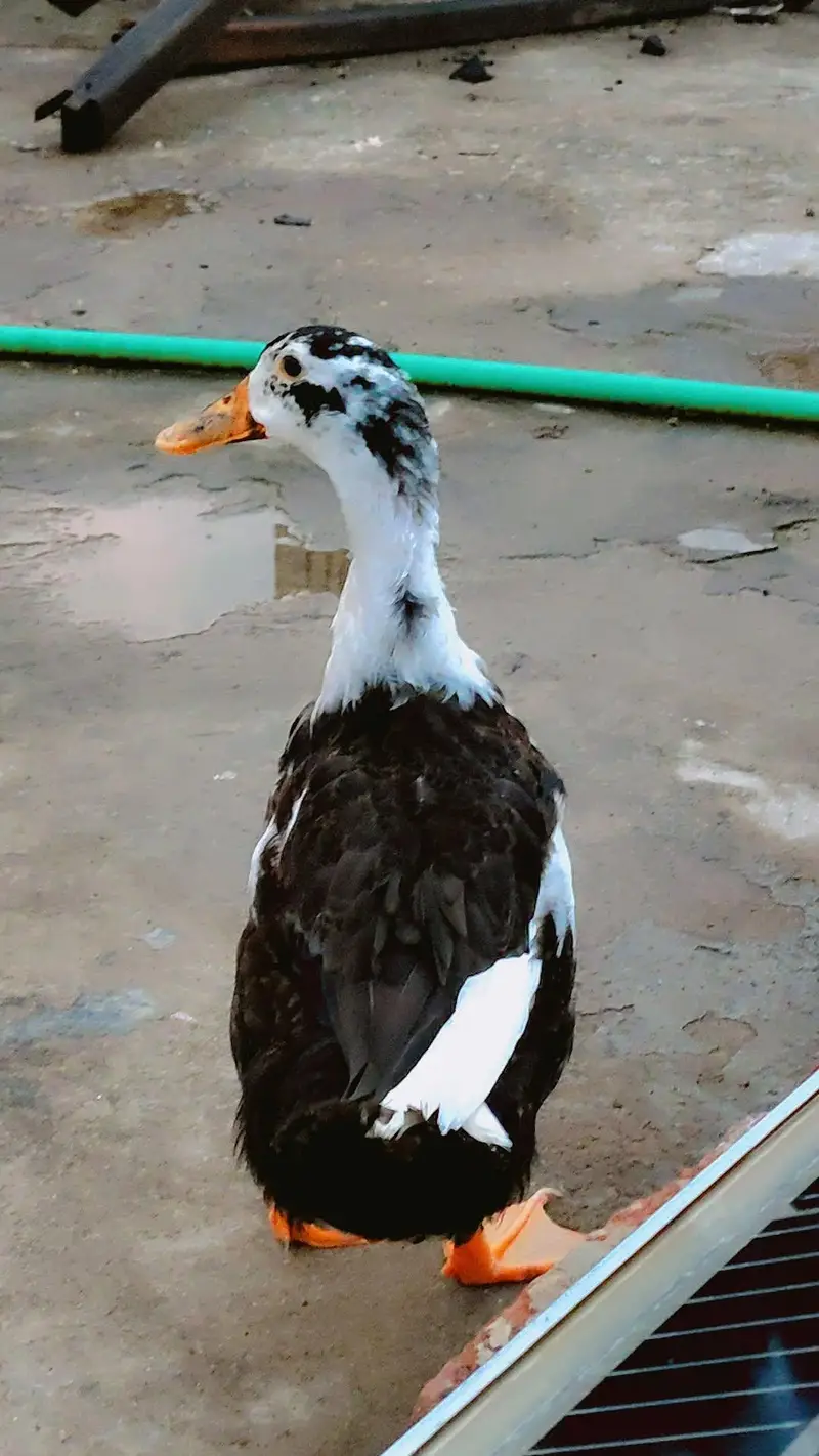 one male duck — photo 2