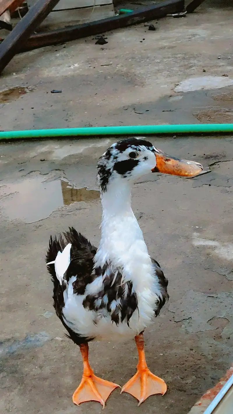 one male duck — photo 3