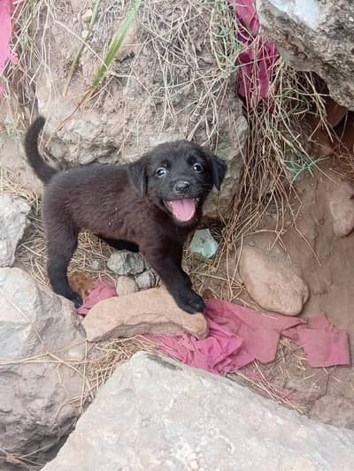 Puppies for sale . . kindly contact on WhatsApp