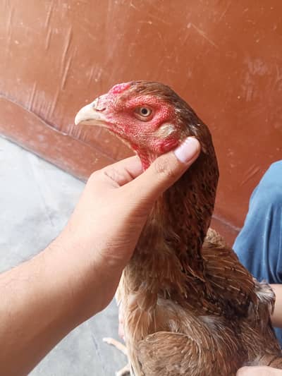 Japanese shamo female available  03224270351