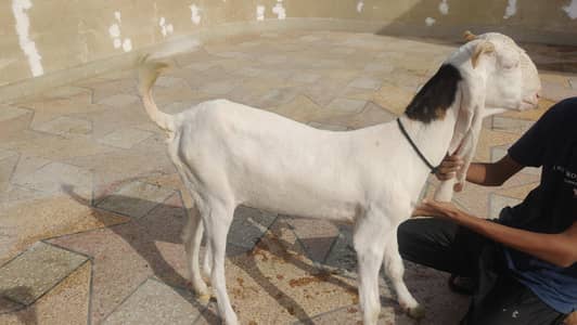 5 goats for sale