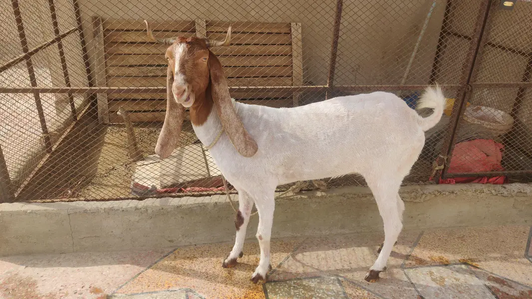 5 goats for sale — photo 2