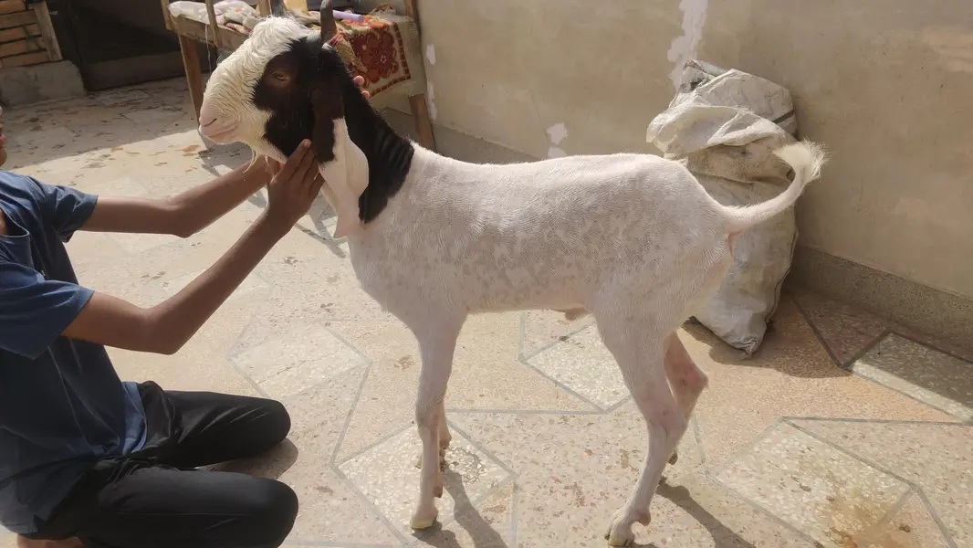 5 goats for sale — photo 3