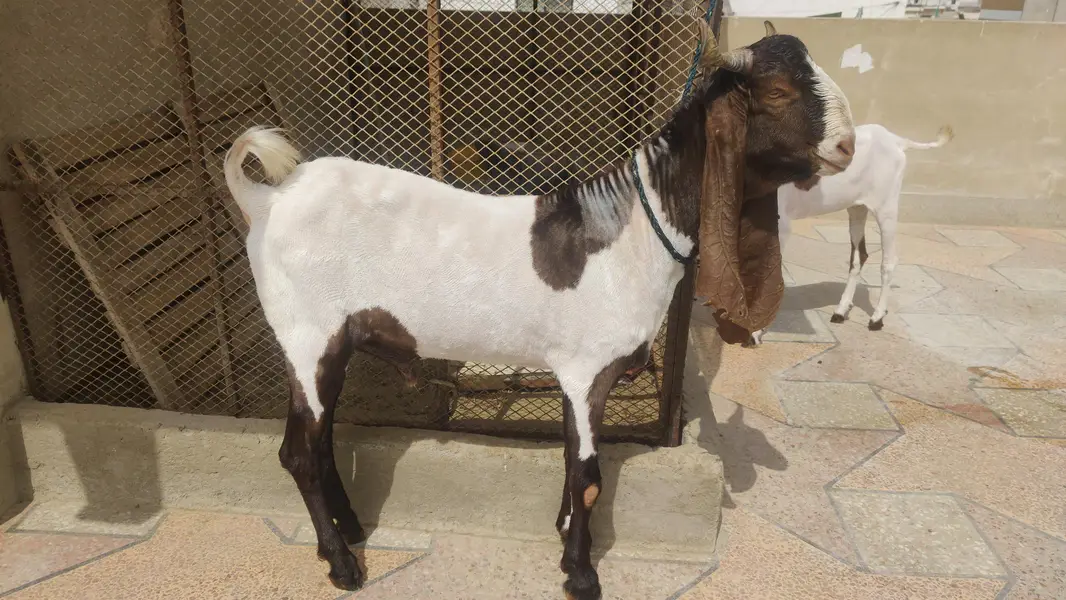 5 goats for sale — photo 4