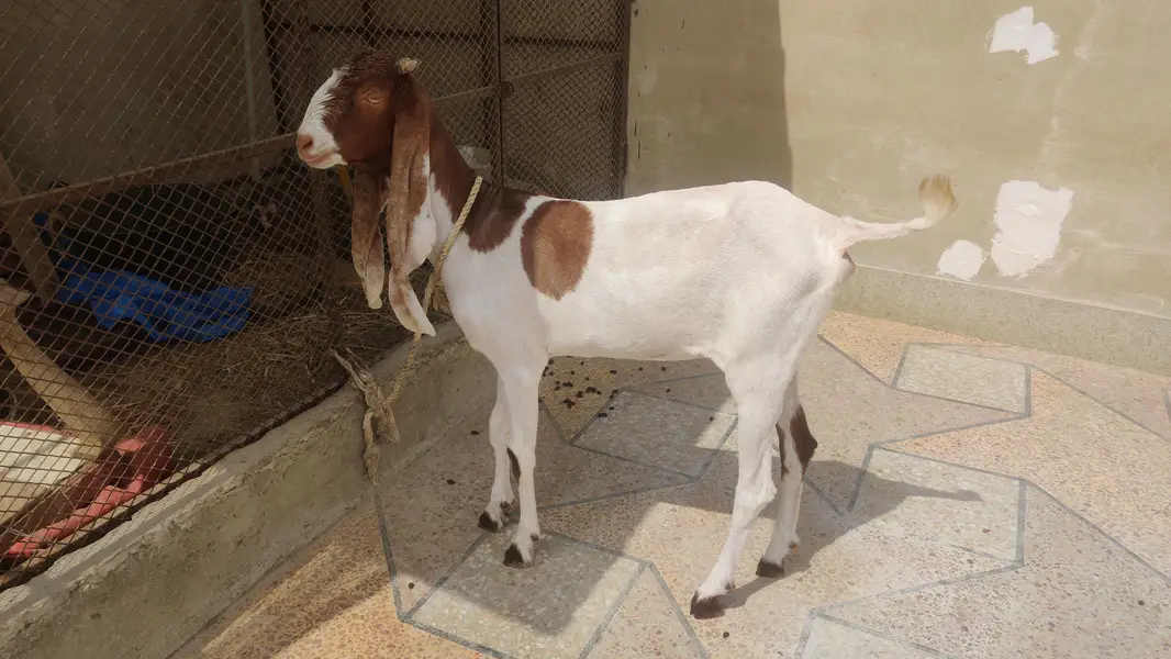 5 goats for sale — photo 5