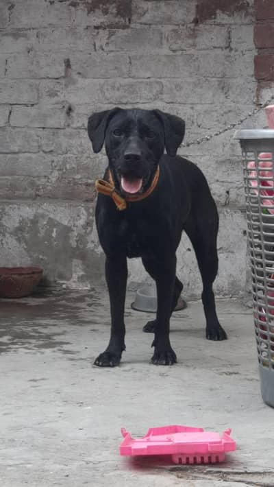 LABRADOR FEMALE AVAILABLE FOR SALE (WhatsApp only)