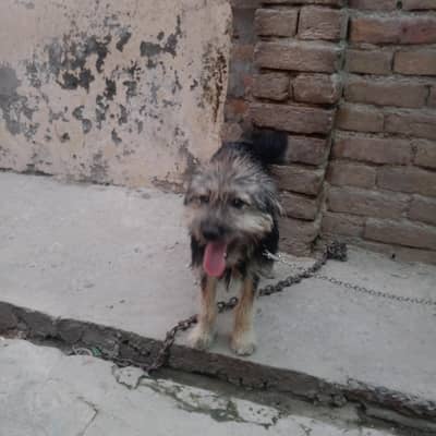 Poodle Female For Sale