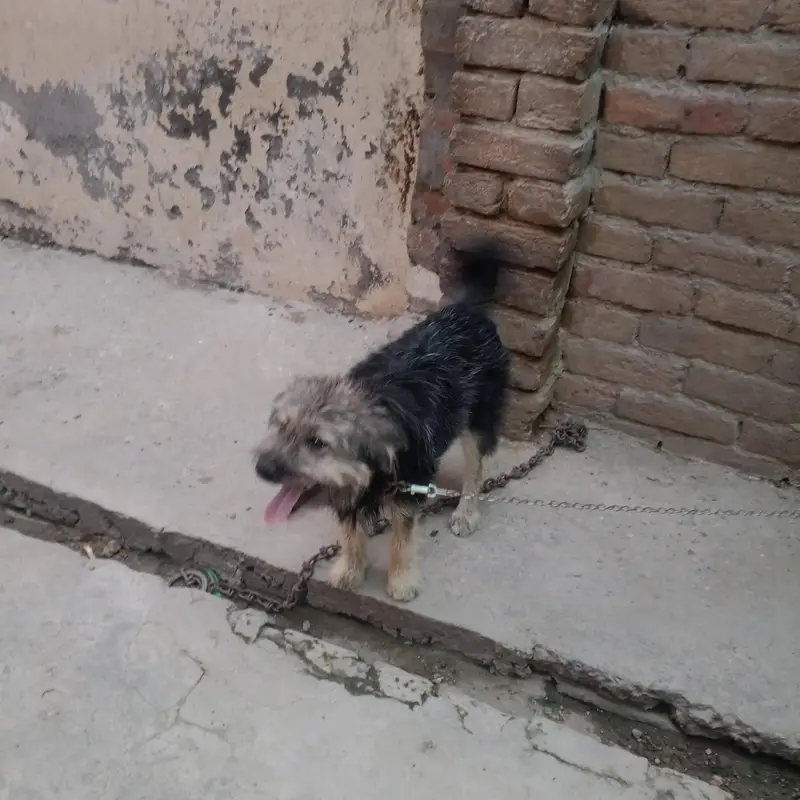 Poodle Female For Sale — photo 3