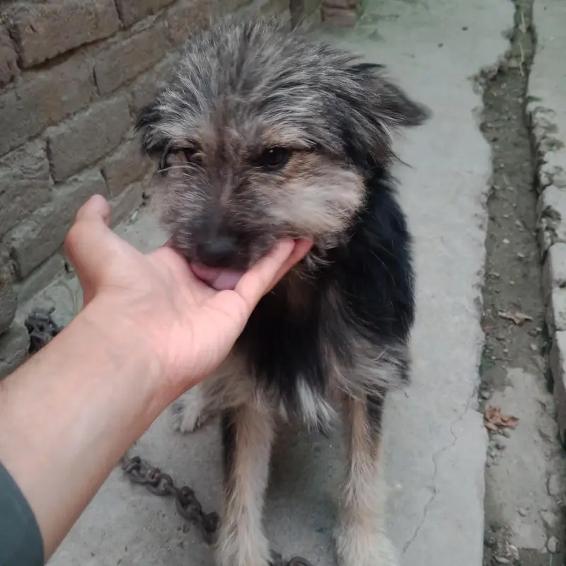 Poodle Female For Sale — photo 4