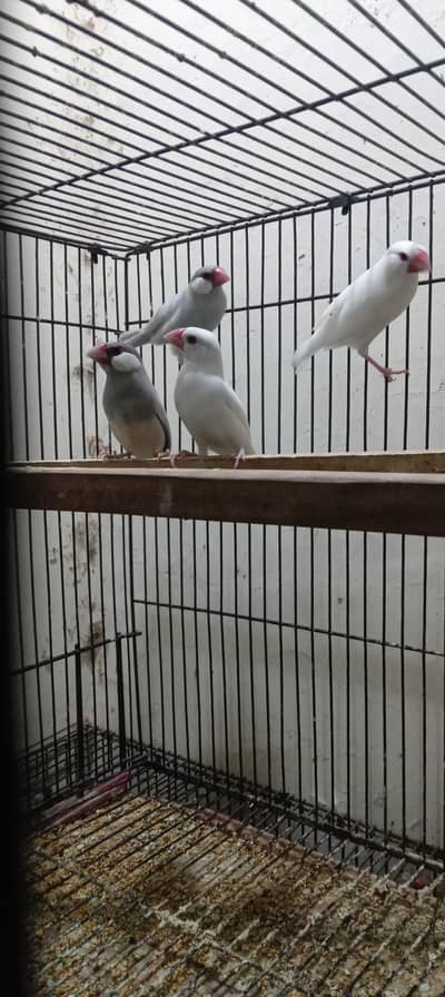 silver java and white java breader pair for sale