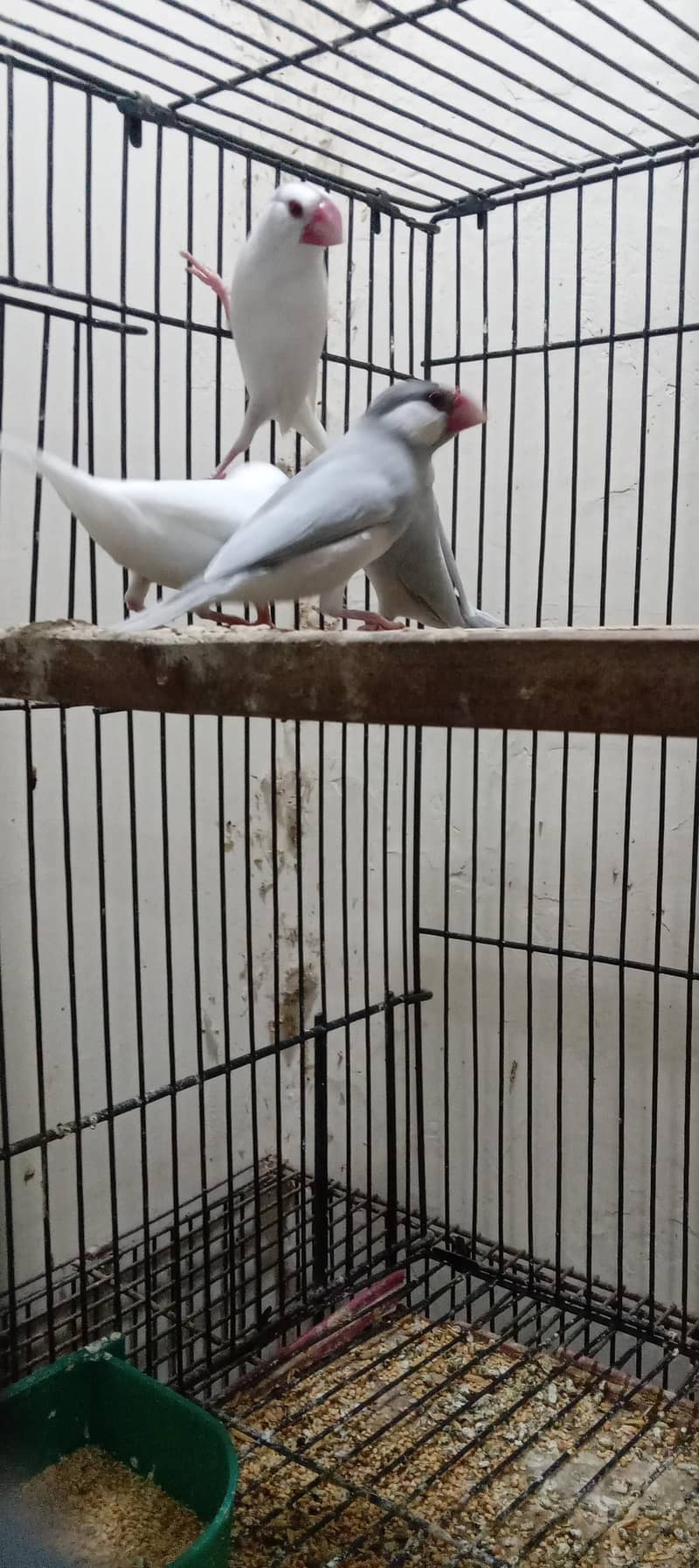 silver java and white java breader pair for sale 3