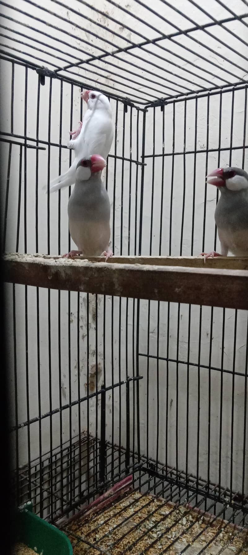 silver java and white java breader pair for sale 4