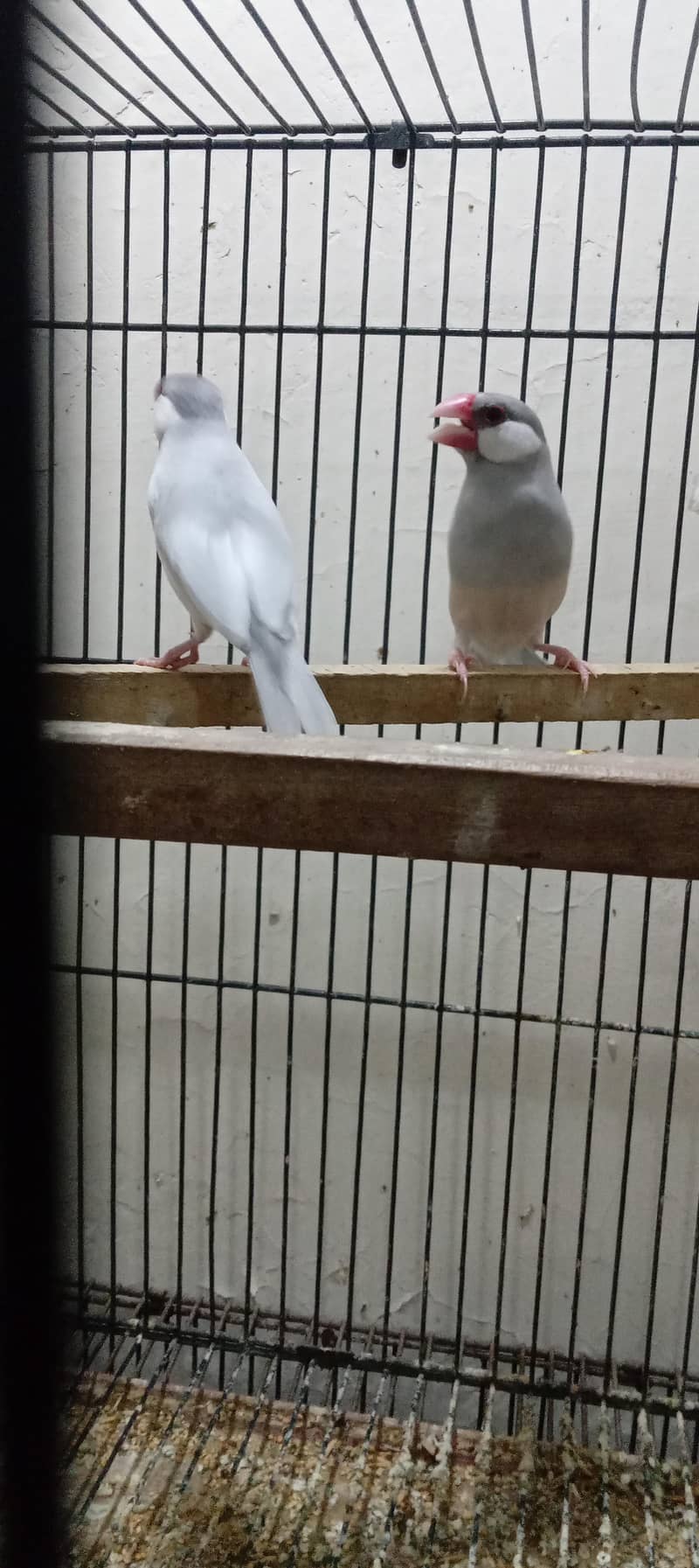 silver java and white java breader pair for sale 6
