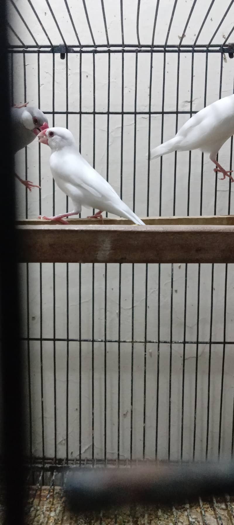 silver java and white java breader pair for sale 8
