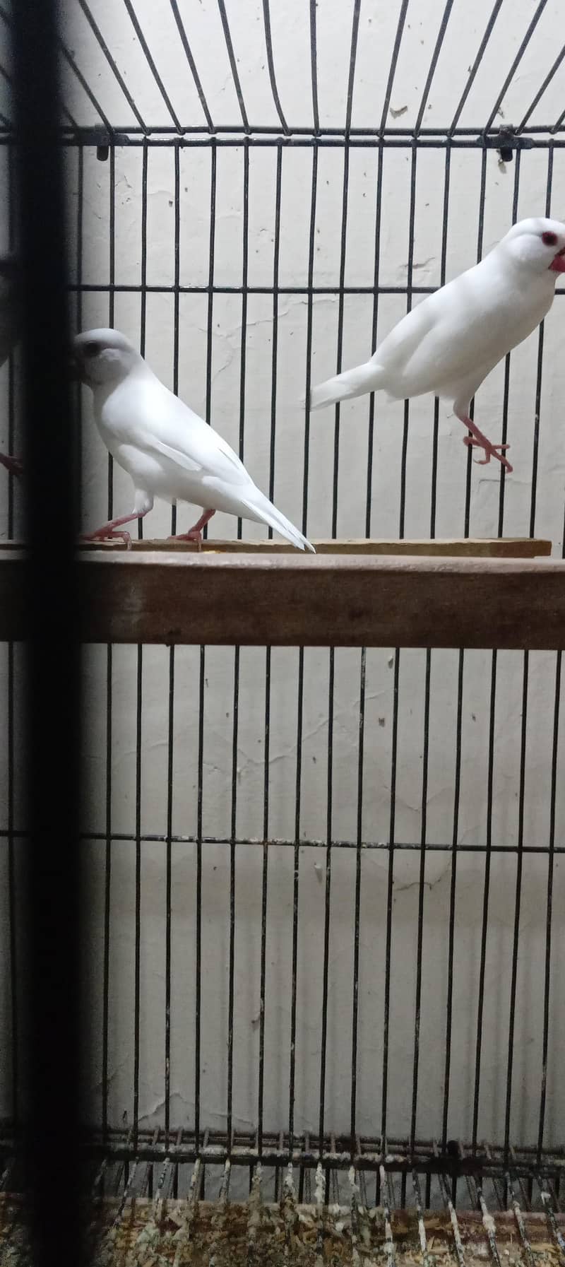 silver java and white java breader pair for sale 9