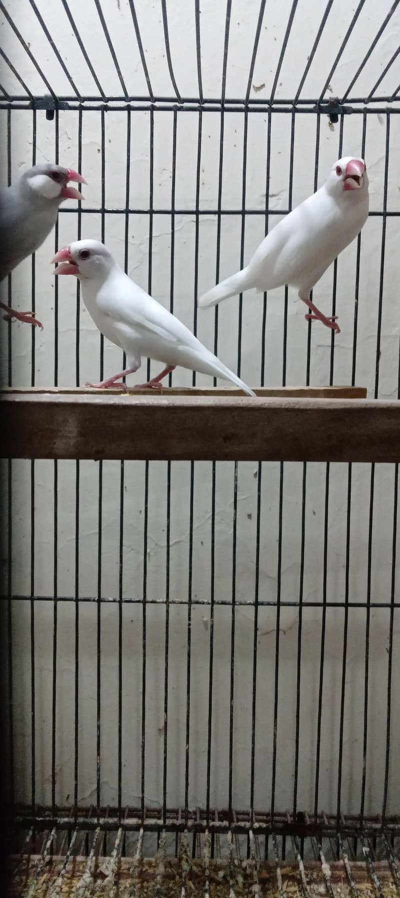 silver java and white java breader pair for sale 10