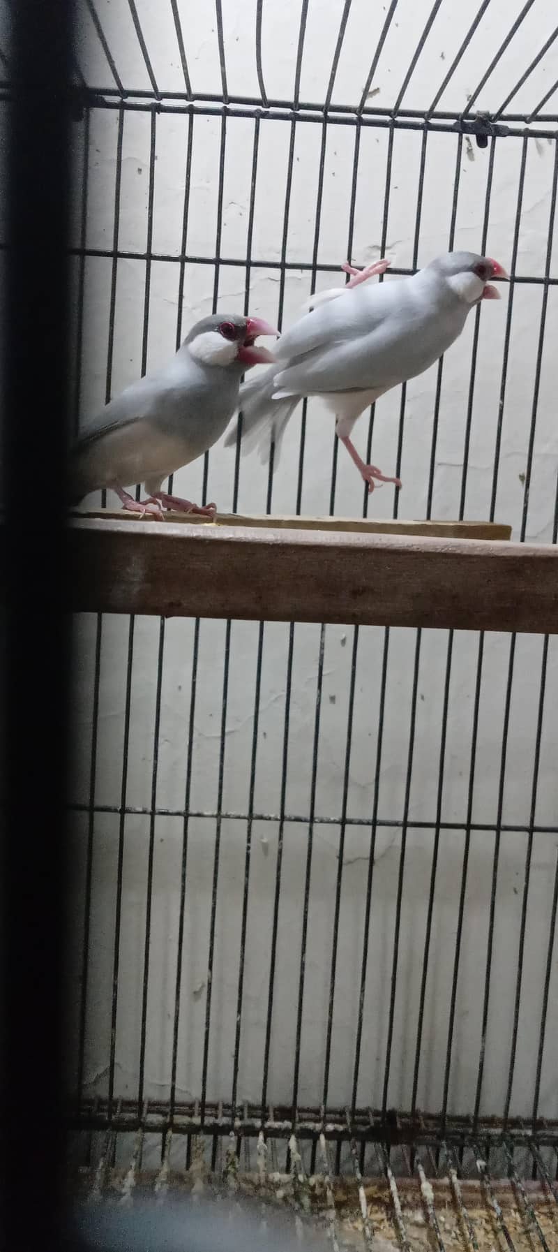 silver java and white java breader pair for sale 11