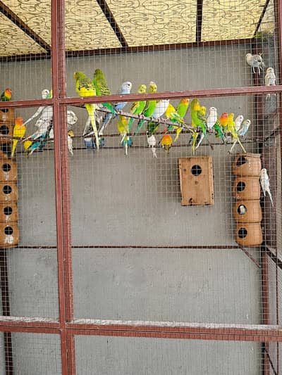 Australian parrot