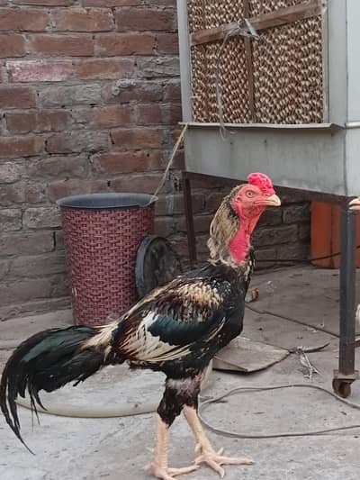 aseel pair for sale 03316427993 watsapp