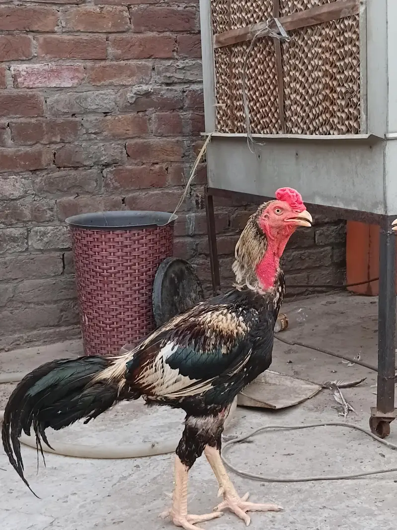 aseel pair for sale 03316427993 watsapp — photo 2