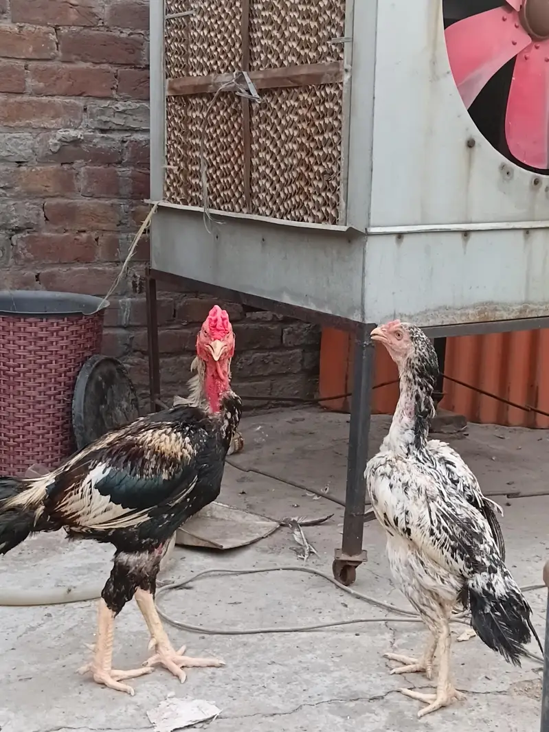 aseel pair for sale 03316427993 watsapp — photo 3