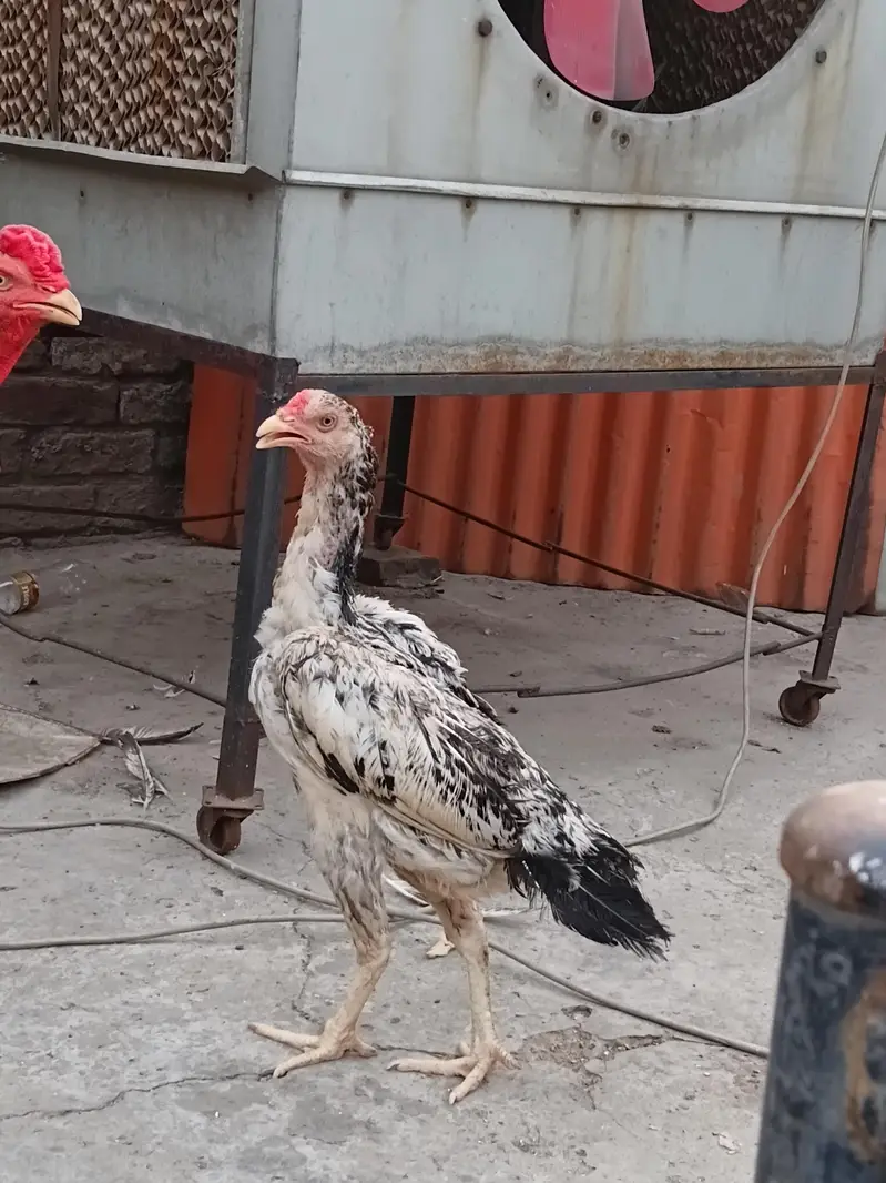 aseel pair for sale 03316427993 watsapp — photo 4