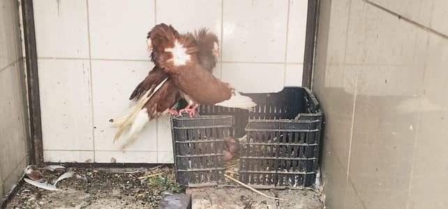 pair of red jacobin along with 2 chicks and 1 breeder