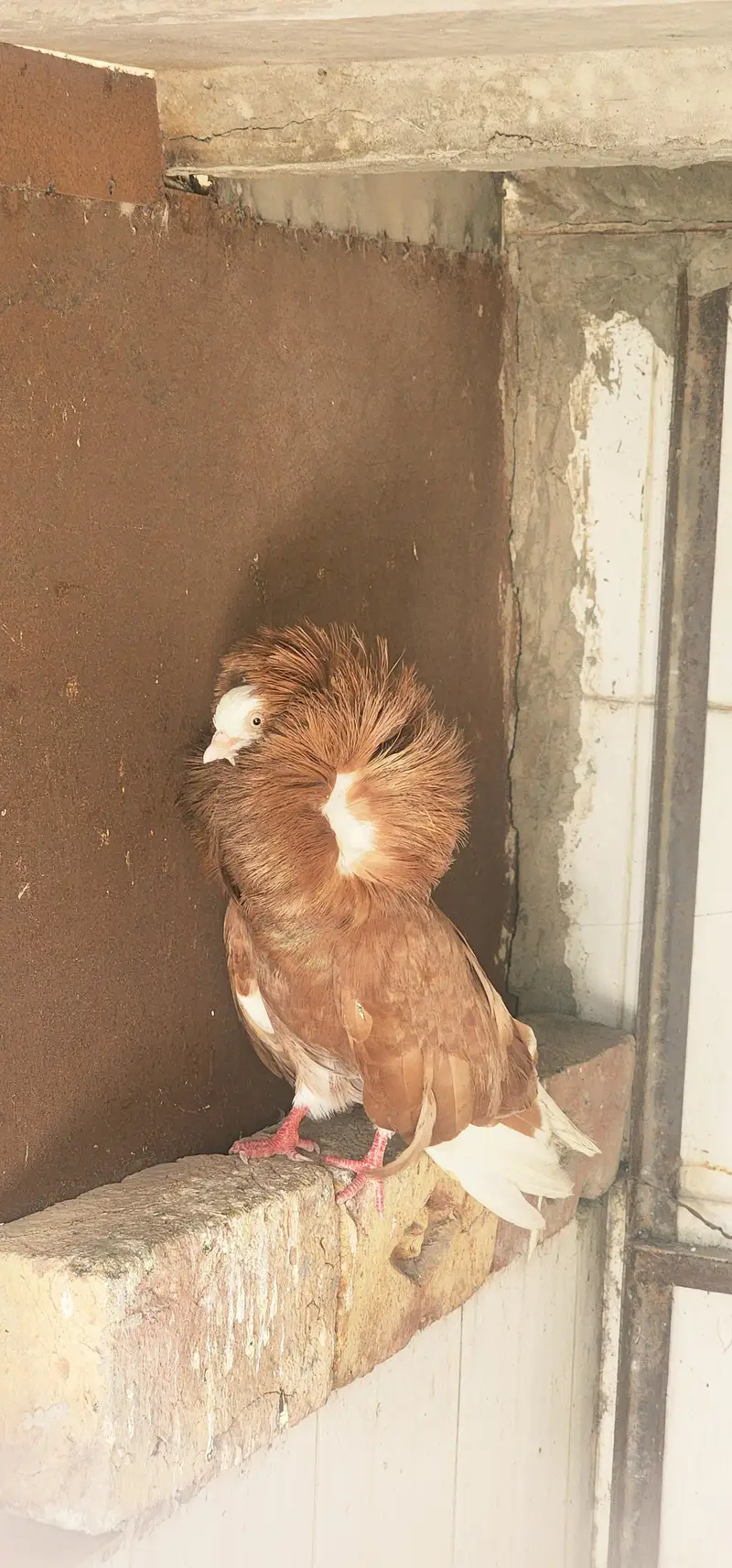 pair of red jacobin along with 2 chicks and 1 breeder — photo 2