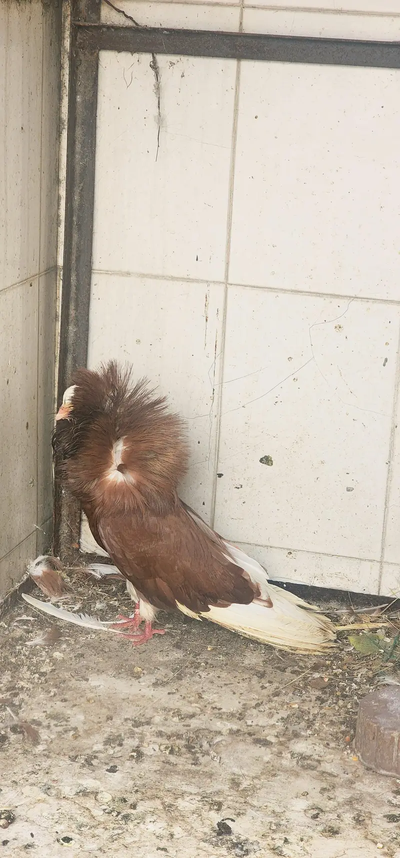 pair of red jacobin along with 2 chicks and 1 breeder — photo 3